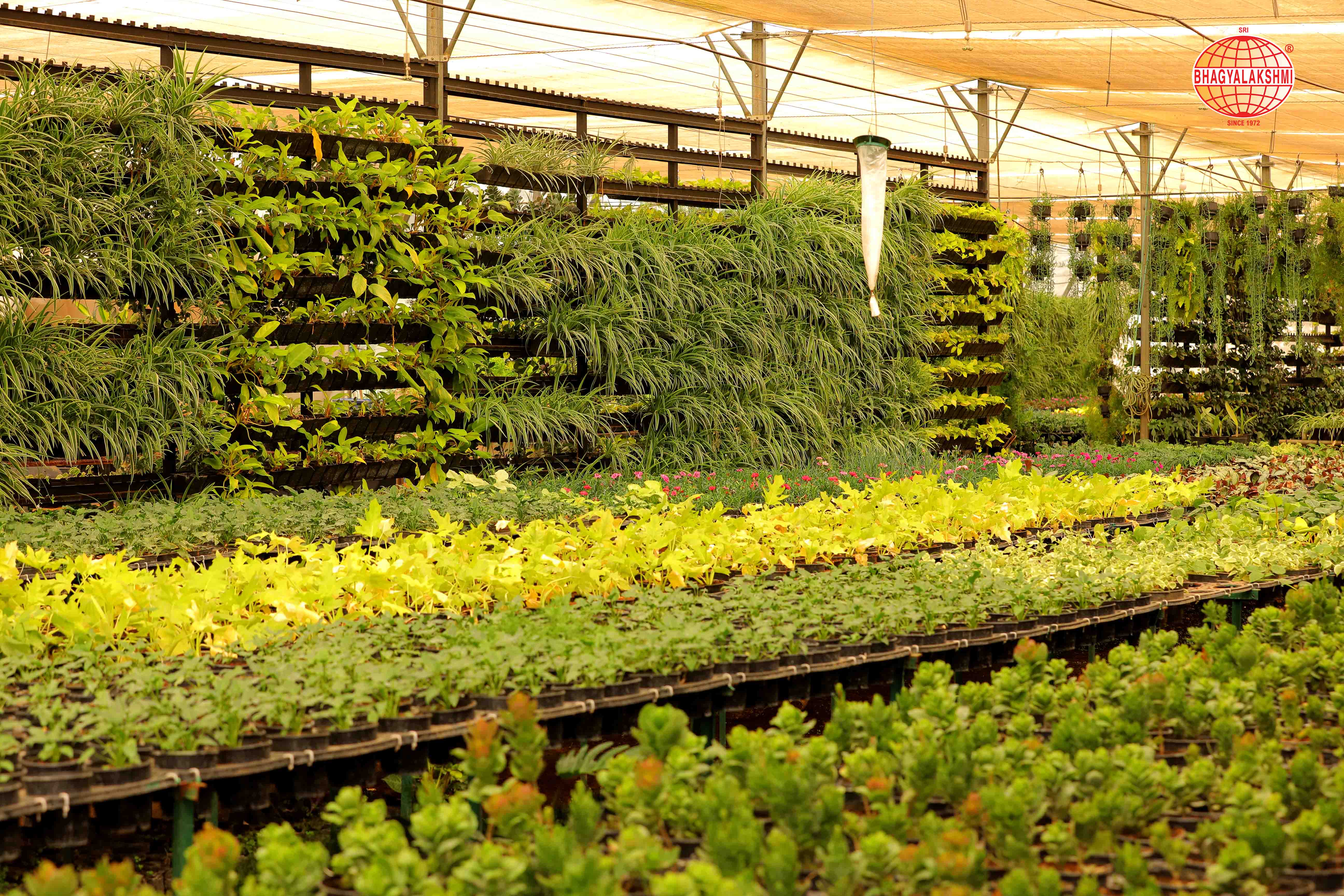Sbl Farms Green walls and Living walls, Vertical Garden, Bio Curtains